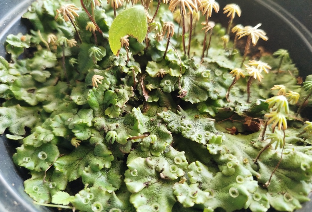  Маршанция: хоть и сорняк, но красивая... Ее легко занести в сад вместе с саженцами из питомника