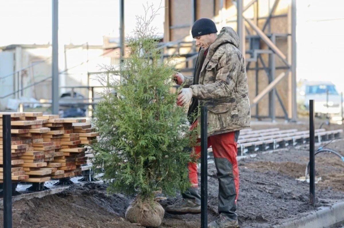    В прошлом году в Псковской области было посажено саженцев на 8700 га