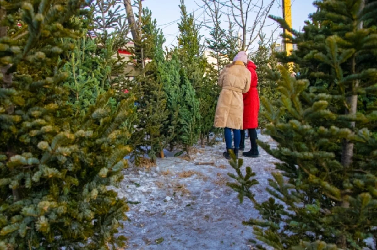    Башкирия отгрузила на продажу первую партию новогодних елей