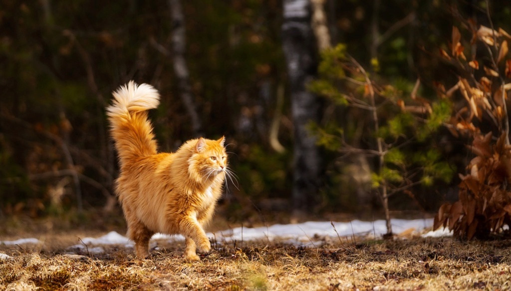 Картинки Яндекс