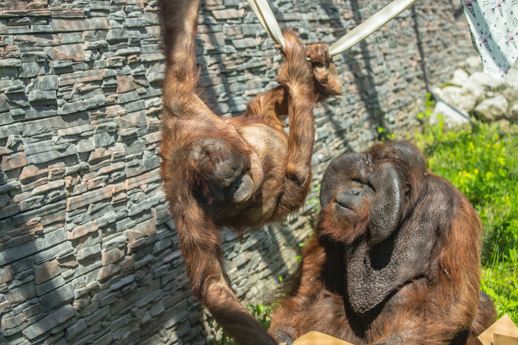    Родители Мишель и Бату. Фото: ТГ-канал Новосибирского зоопарка