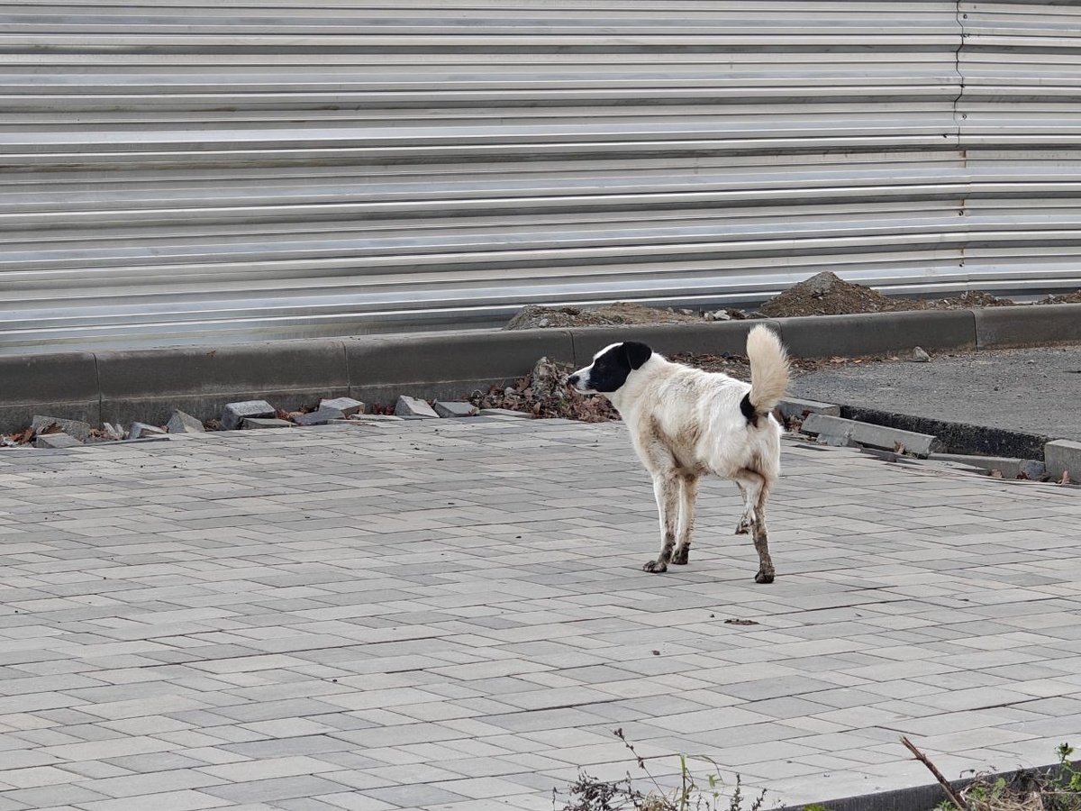    Фото: Юрий Серебренников/BFM Кубань