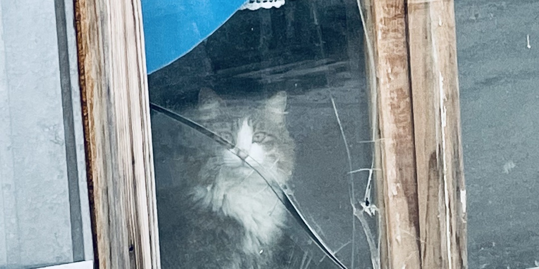 Оказывается не случайно кошка появляется в нашей жизни