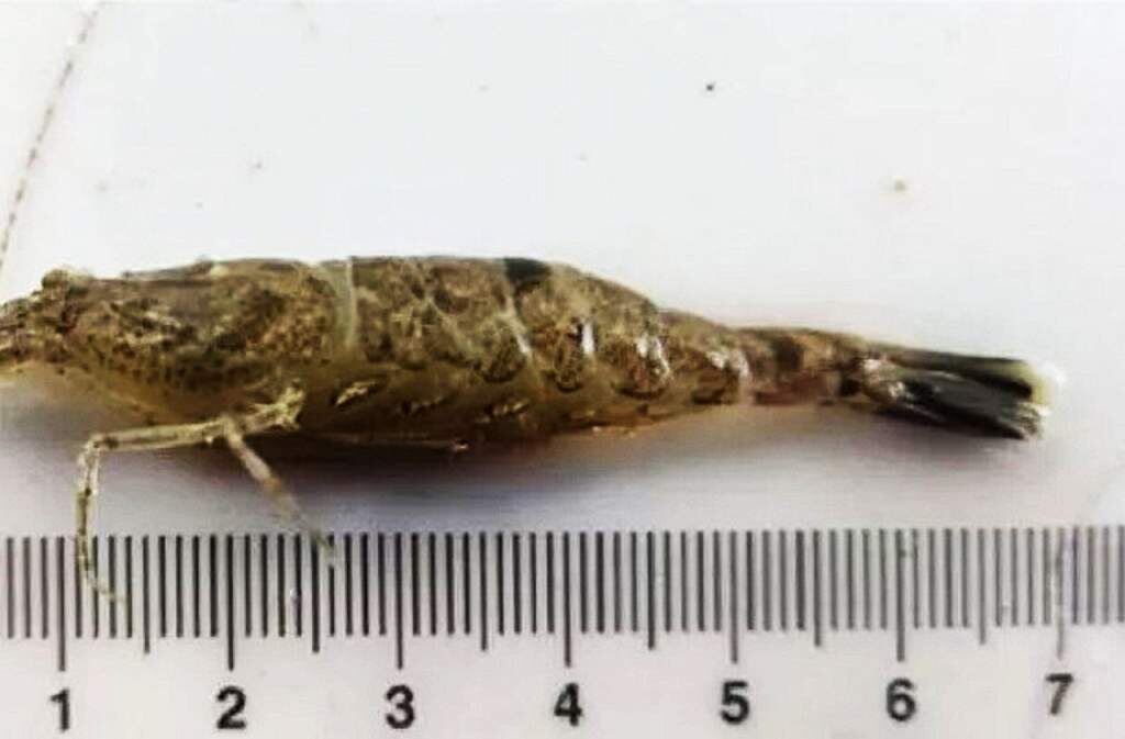    Фото пресс-службы ЮНЦ РАН admin