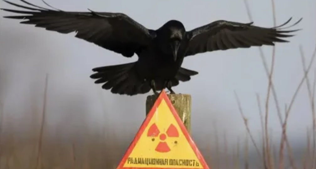 Эволюция под радиацией: что происходит с животными в Чернобыле спустя 39 лет после катастрофы