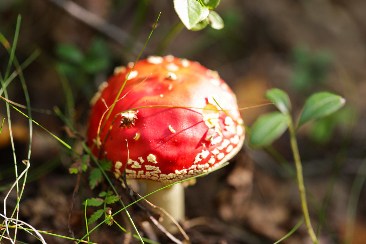 Роман Пименов / «Петербургский дневник»