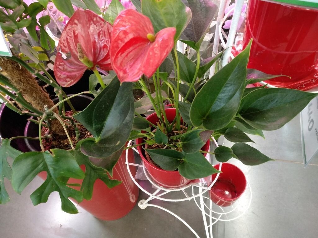  Цветение антуриума