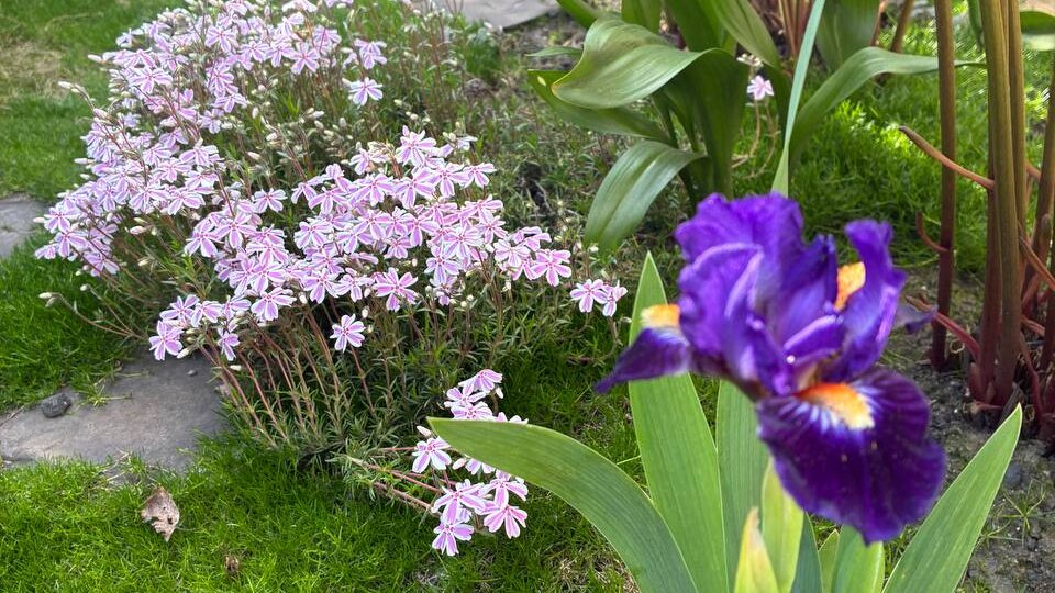 Лучшие многолетники моего сада по итогам 2025 года