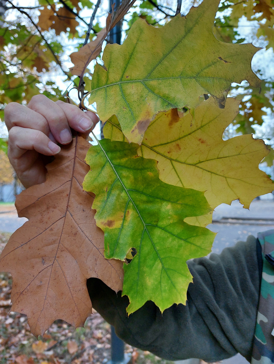 Фото автора