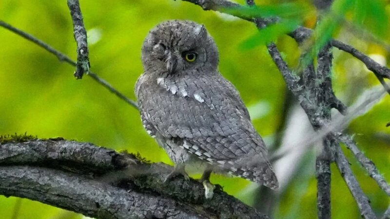     Птицы в Алтайском заповеднике. Роман и Татьяна Воробьевы