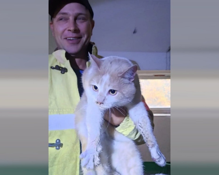     В Железногорске пожарные спасли мужчину и его кота