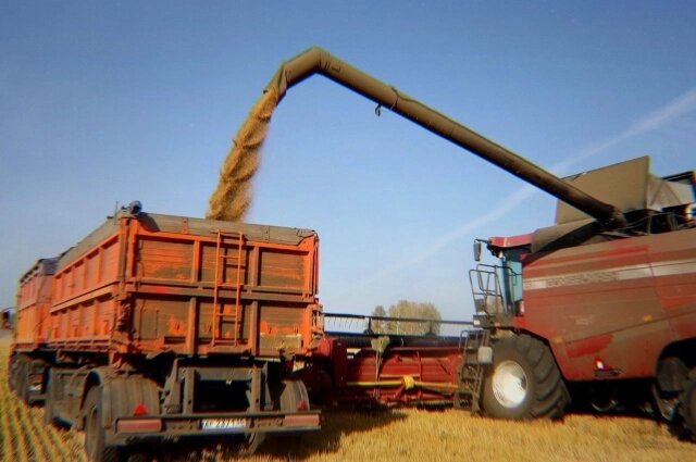    У Омского региона есть все шансы стать лидером среди СФО по количеству собранного зерна. Фото: Правительство Омской области