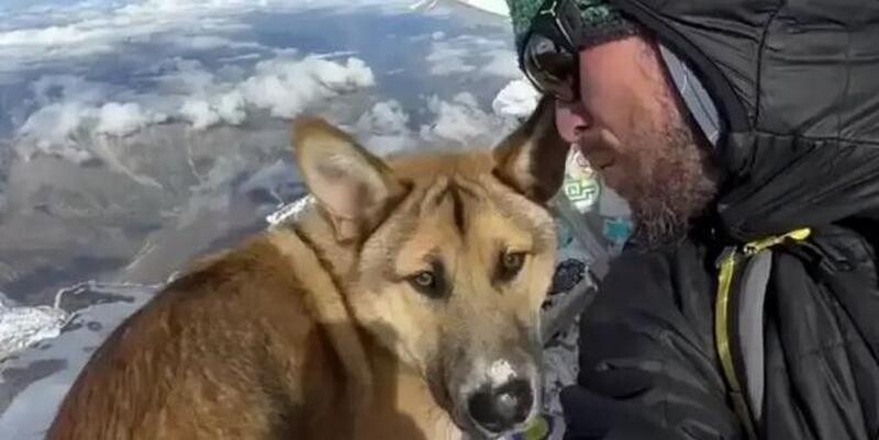    Бездомный пес покорил Эльбрус и стал звездой соцсетей
