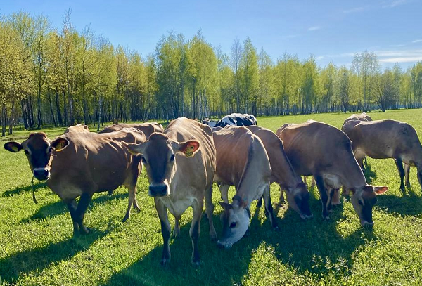 Гжельское подворье, семейная ферма