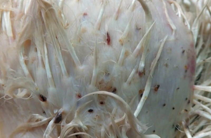 Нашествие пероедов: как мы спасали кур современными методами. Личный опыт + совет ветеринара