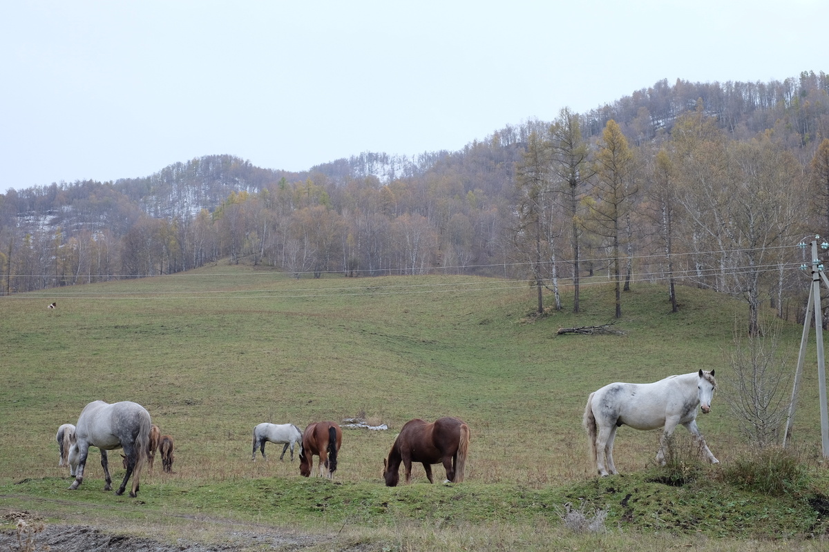 Лошадки близко к себе не подпускают. Любуемся на расстоянии.
