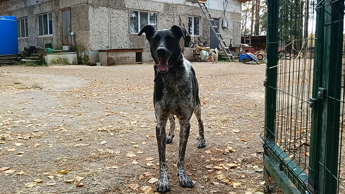 Туман. Узнаёте собаку - бояку?