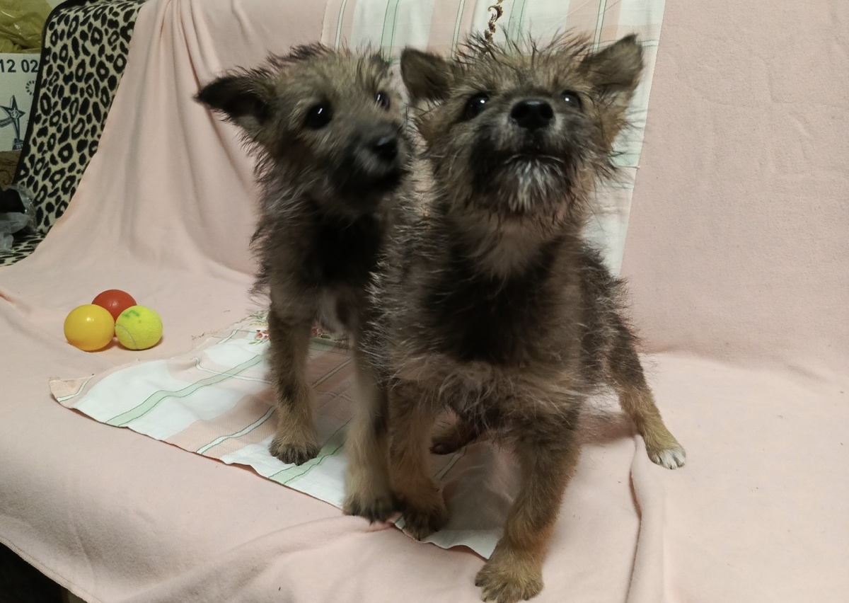 Ёжик и Ёлка 