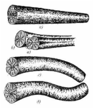 Рис. 1.1. Пороки формы ствола:
а — сбежистость; б. в — закомелистость округлая в ребристая; г, д — кривизна простаяи сложная
