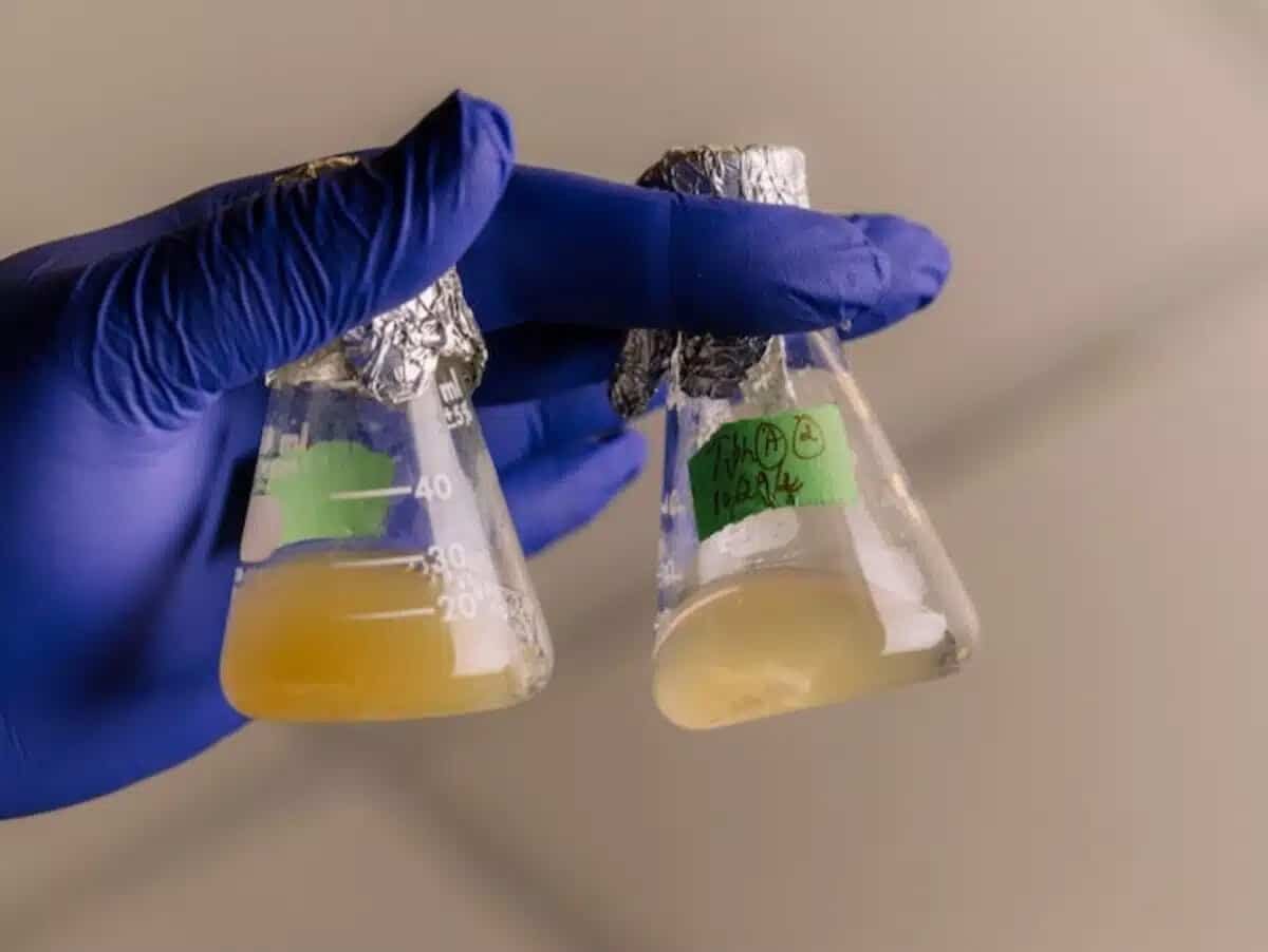    Среда с бактериями, полученными из чистых комнат для работы с космическими аппаратами / © University of Houston