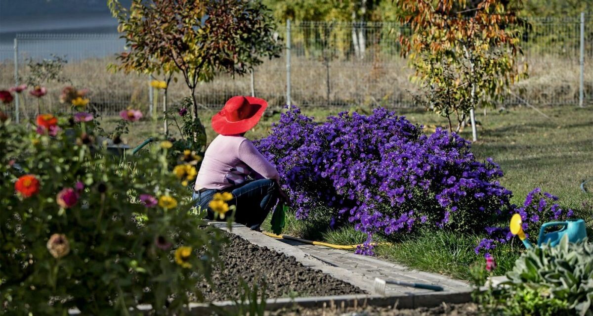    Начинают работы по подготовке растений к зиме задолго до наступления морозов