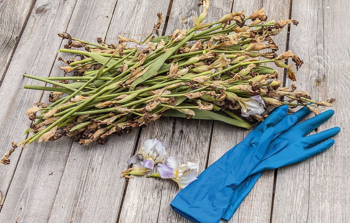    Срезанные засохшие стебли могут стать укрытием для многолетников