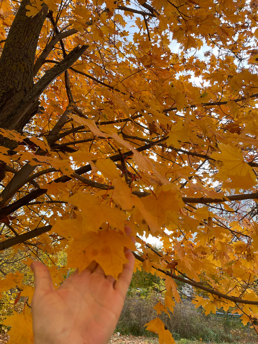Красивая сейчас осень