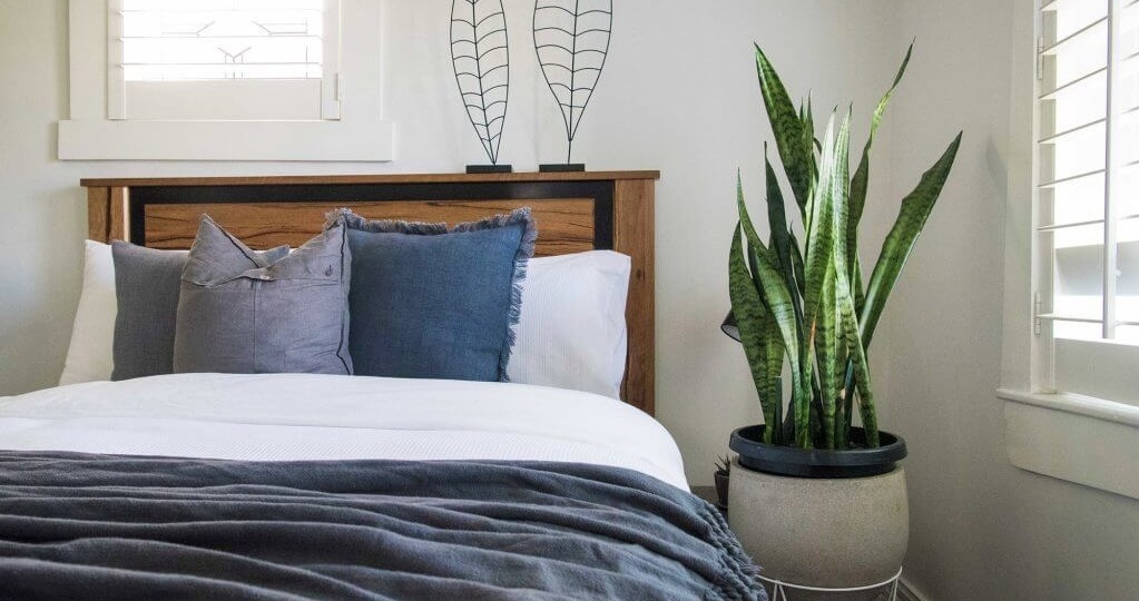 ЭТИ РАСТЕНИЯ НЕ СТОИТ ДЕРЖАТЬ ДОМА: они вытягивают энергию