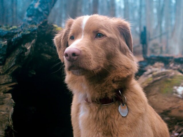    Фото: кадр из фильма "Глазами пса"; режиссер – Бен Леонберг; производство – Independent Film Company