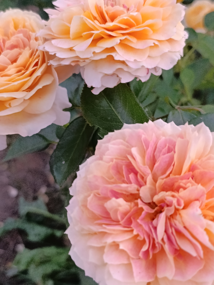 Наслаждаюсь красотой. Фото автора 