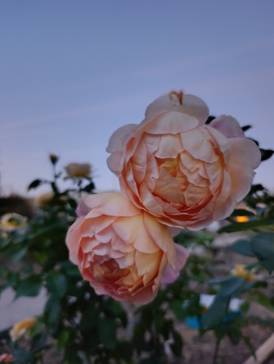 Леди оф Шаллот в сумерках.