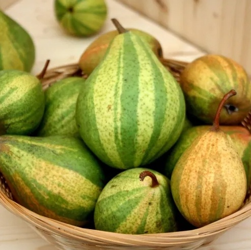 Груша азиатская Писанка