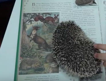     В библиотеке на юге Красноярского края появился сотрудник-ёж