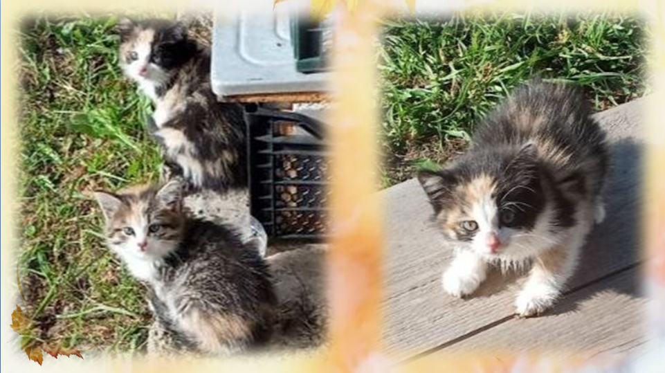 Вот они, крохотулечки. Жду их приезда.