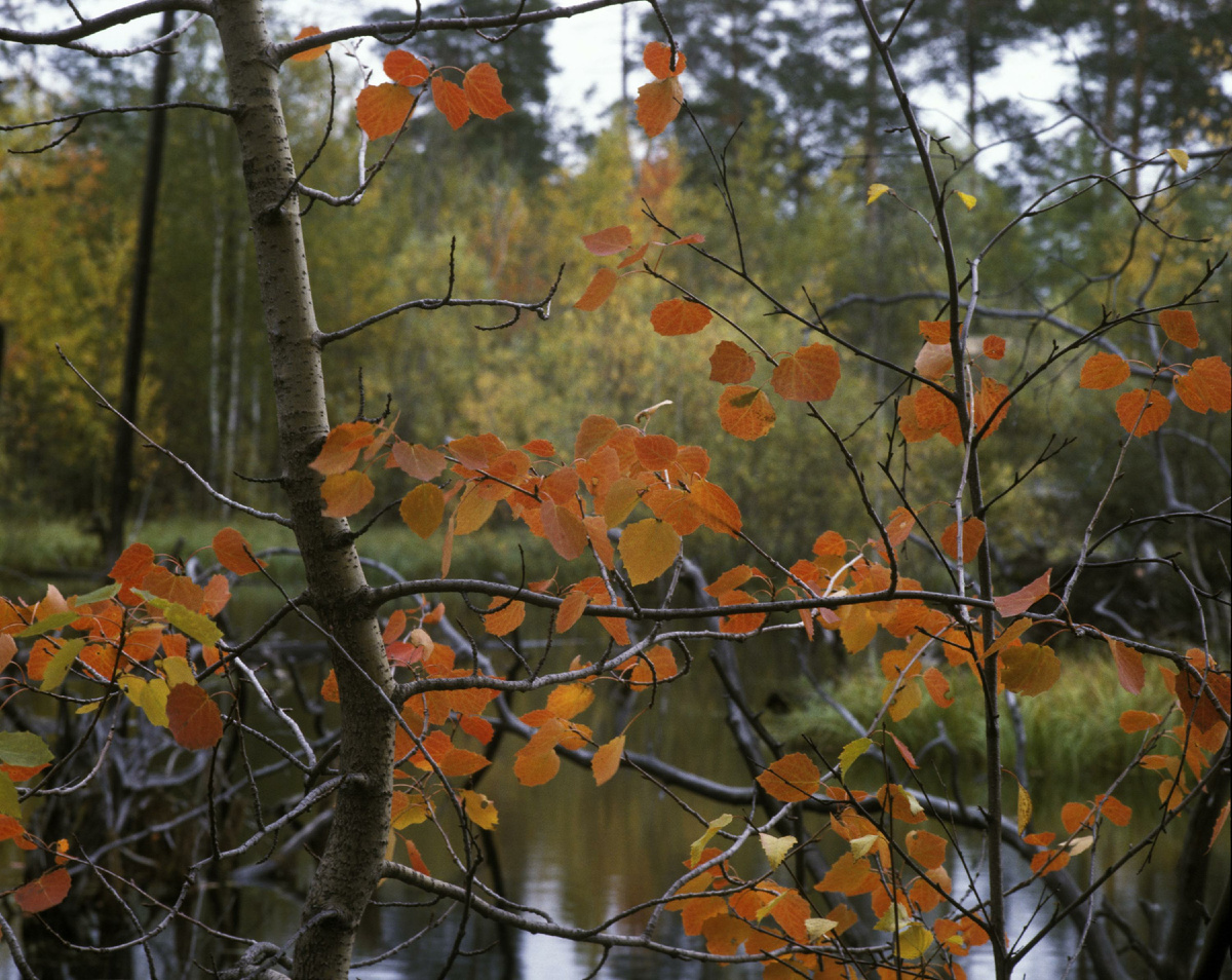 фото:Nikolay Gyngazov/Russian Look/Global Look Press