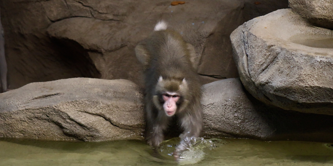 Японские макаки - новые жители зоопарка!