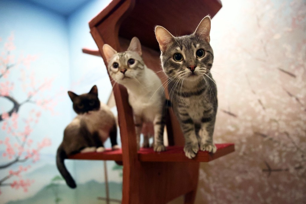    Фото © Анастасия Романова / Абзац