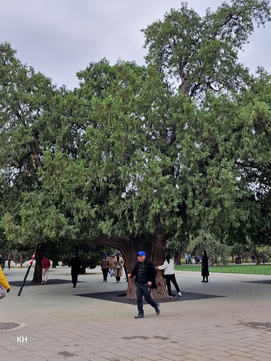 Старые деревья и как же за ними ухаживают, берегут