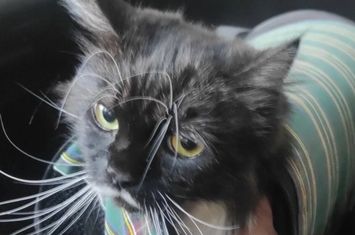    Кот после спасения.