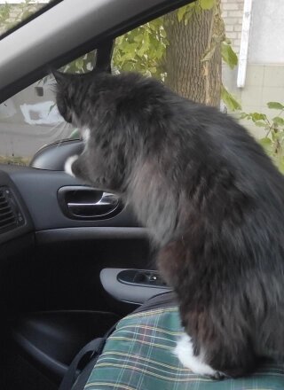    Кот Тазик внимательно следил за обстановкой. Фото: АиФ-Саратов