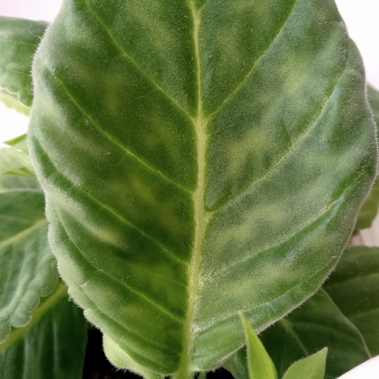 Фото моё. Нехватка магния