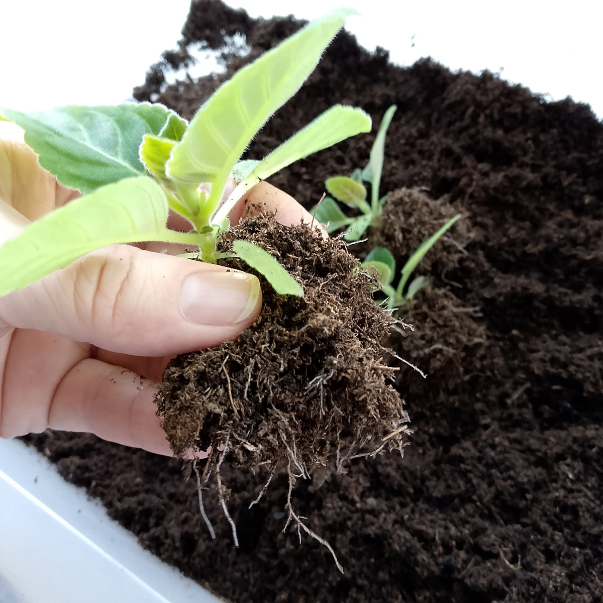 Корневая у глоксиний