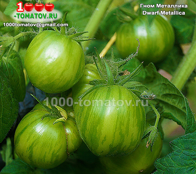 Томат Гном Металлика Dwarf Metallica фото 2