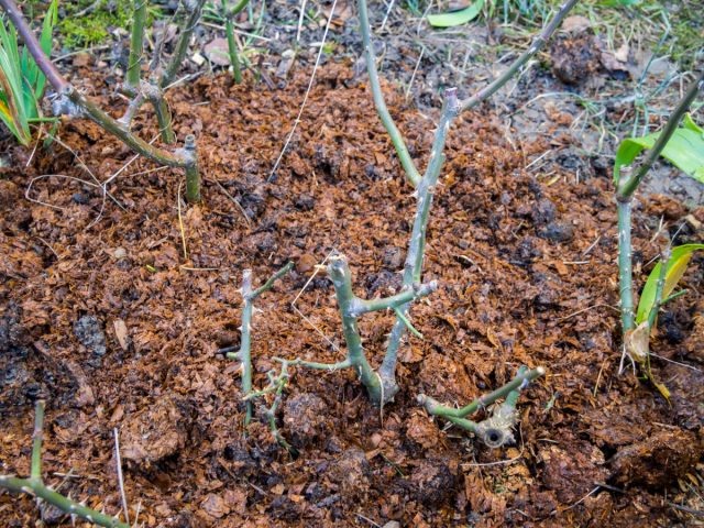 Картинка взята из открытых источников.