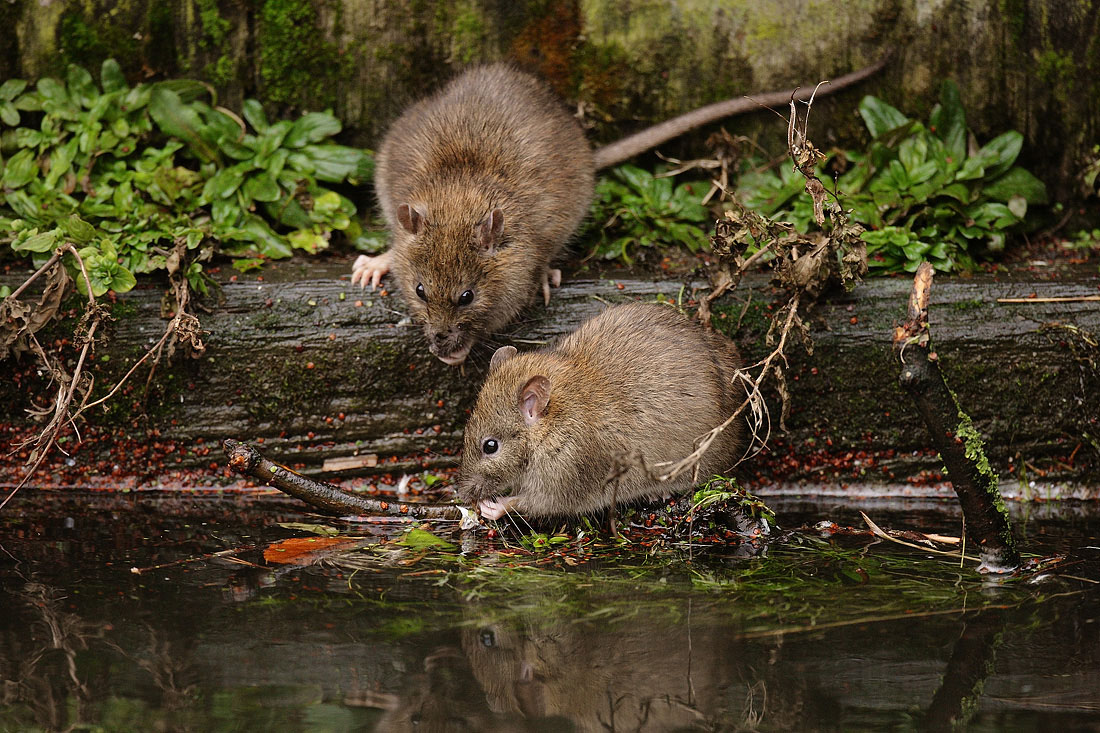 Вот так выглядит нормальная среда обитания крыс. Сырость, грязь и гниющая древесина.