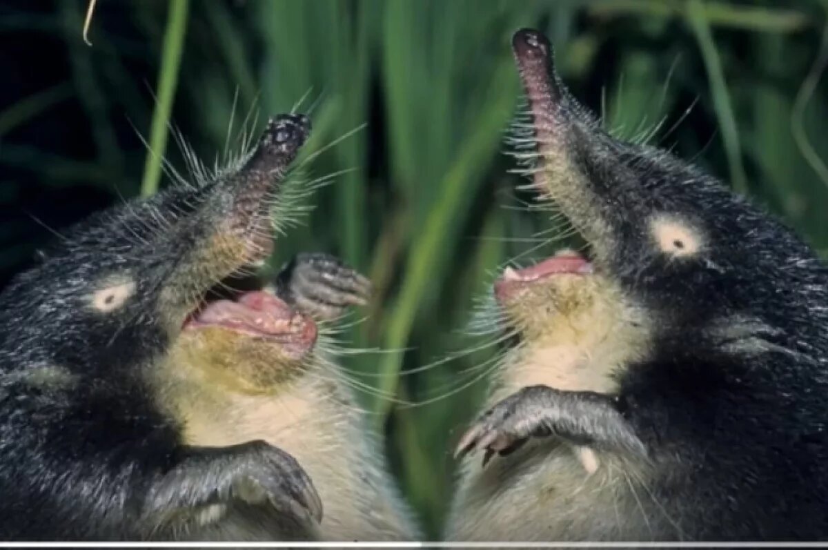    В заказнике «Клязьминский» вымирает русская выхухоль