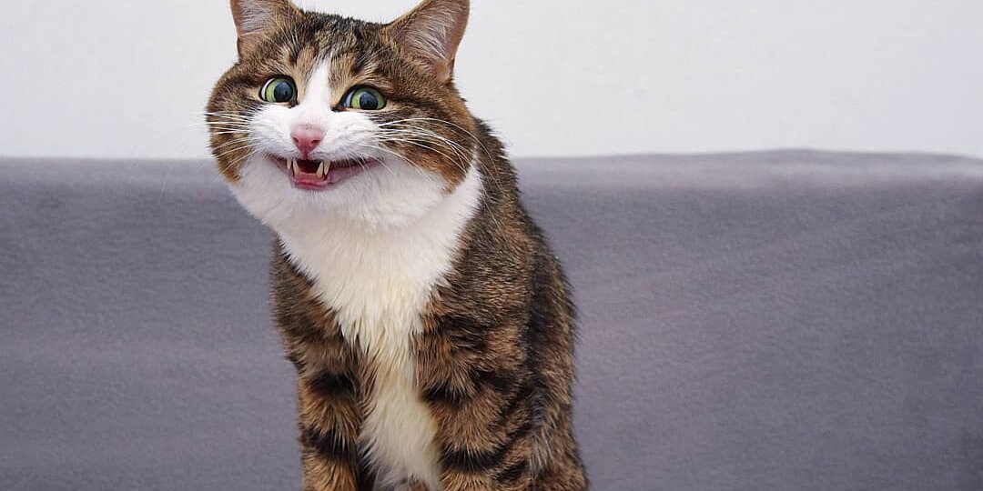 Парализованный кот-инвалид покорил сердца миллионов своей харизмой