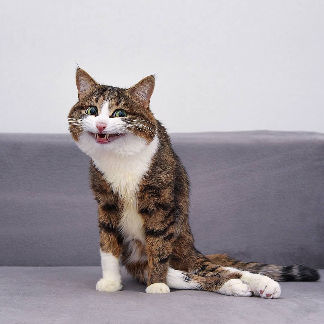 Парализованный кот-инвалид Рекси.