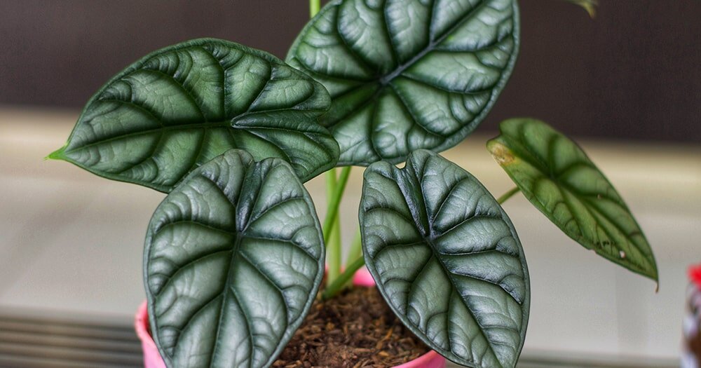 Как ухаживать за алоказией: правила полива, освещения и подкормки