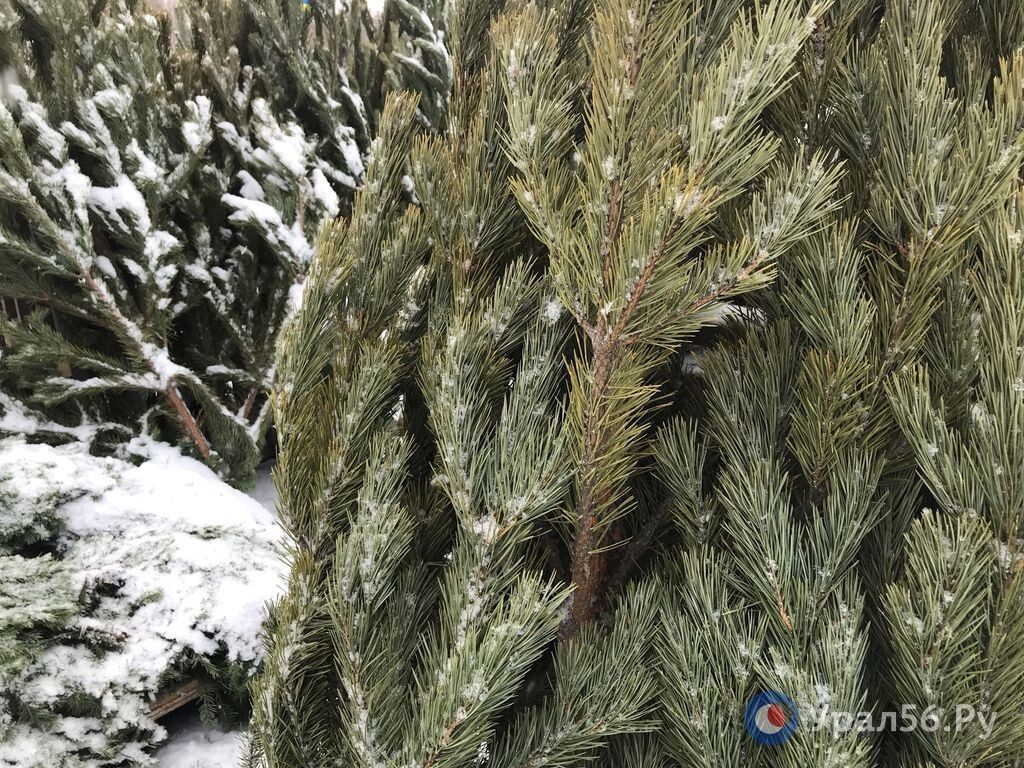    3 500 штук без желтизны: Администрация Оренбурга закупает сосны к Новому году за 1,2 млн рублей